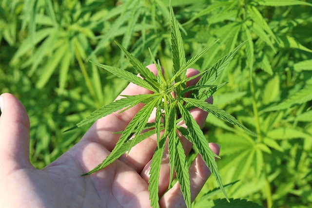 Die faszinierende Welt des Cannabisöls: Von Herstellung bis Anwendung